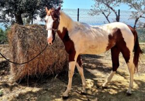 Passeggiata a Cavallo tra la natura del Cilento